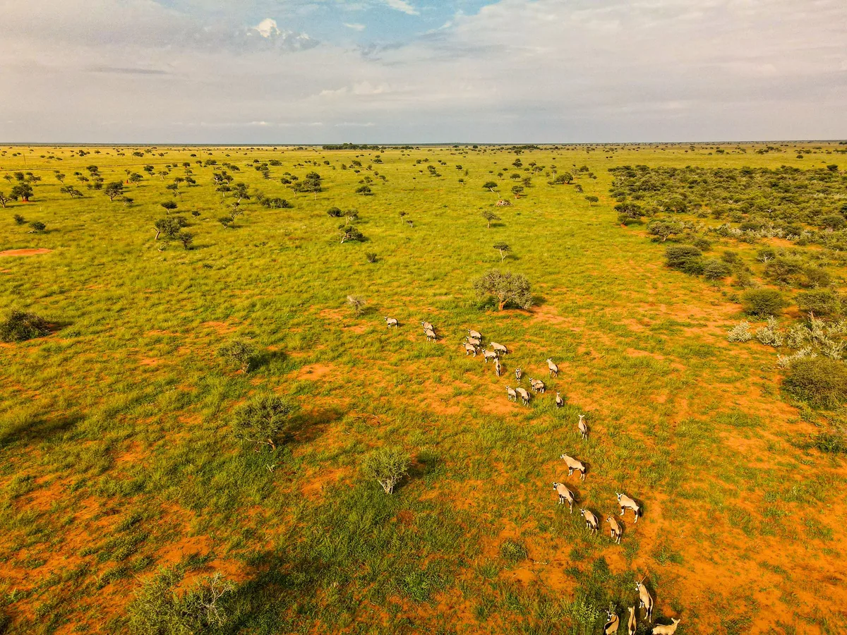 Kalahari landscape at dawn